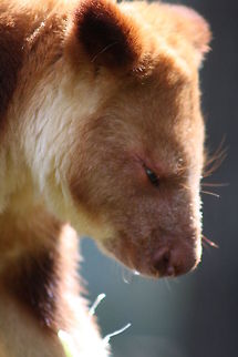 Goodfellow's Tree Kangaroo Habitat is primary and secondary lowland rainforest at elevations from sea level to 2,865m in New Guinea.    Dendrolagus goodfellowi,Goodfellows tree-kangaroo