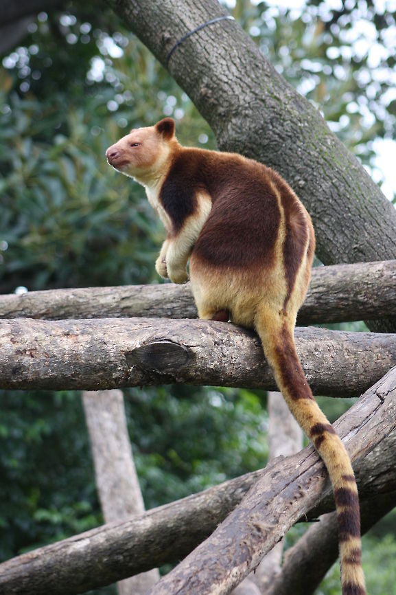 Goodfellow's Tree Kangaroo  Dendrolagus goodfellowi,Goodfellows tree-kangaroo