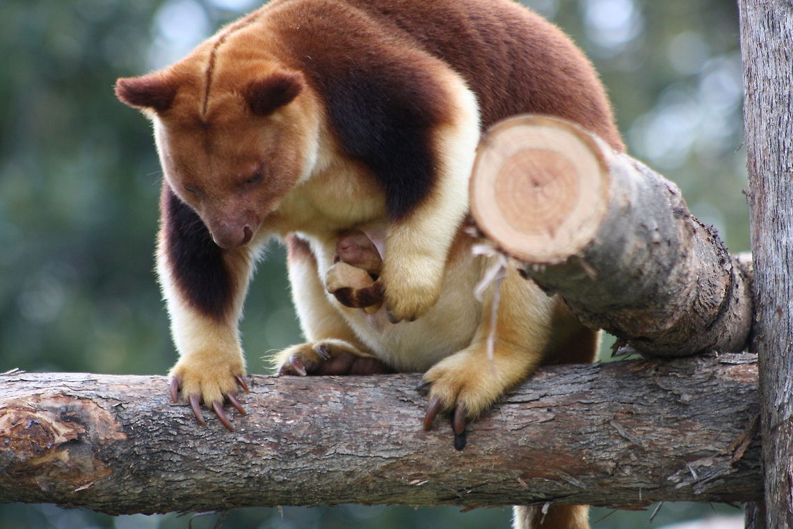 Goodfellow's Tree Kangaroo Mum can  I come out and play? Dendrolagus goodfellowi,Goodfellows tree-kangaroo