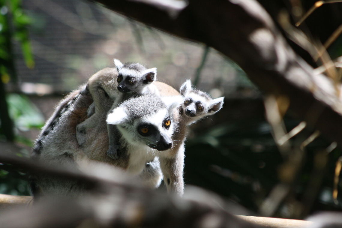 Ring Tailed Lemur and twins.  Lemur catta,Ring-tailed lemur