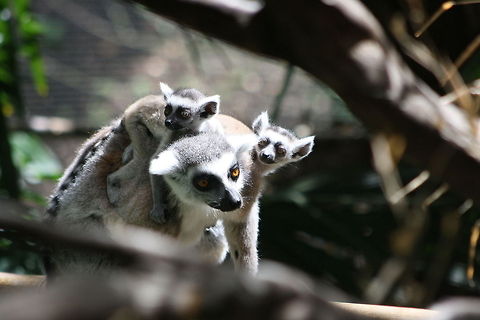 Ring Tailed Lemur and twins.  Lemur catta,Ring-tailed lemur