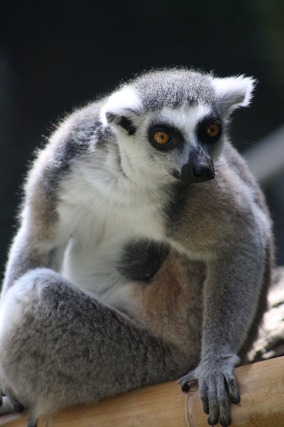 Ring tailed Lemur  Lemur catta,Ring-tailed lemur