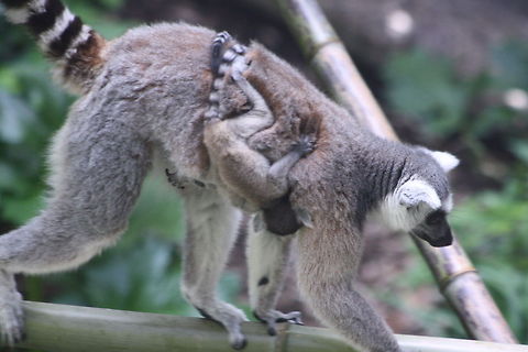 Ring Tailed Lemur and twins.  Lemur catta,Ring-tailed lemur