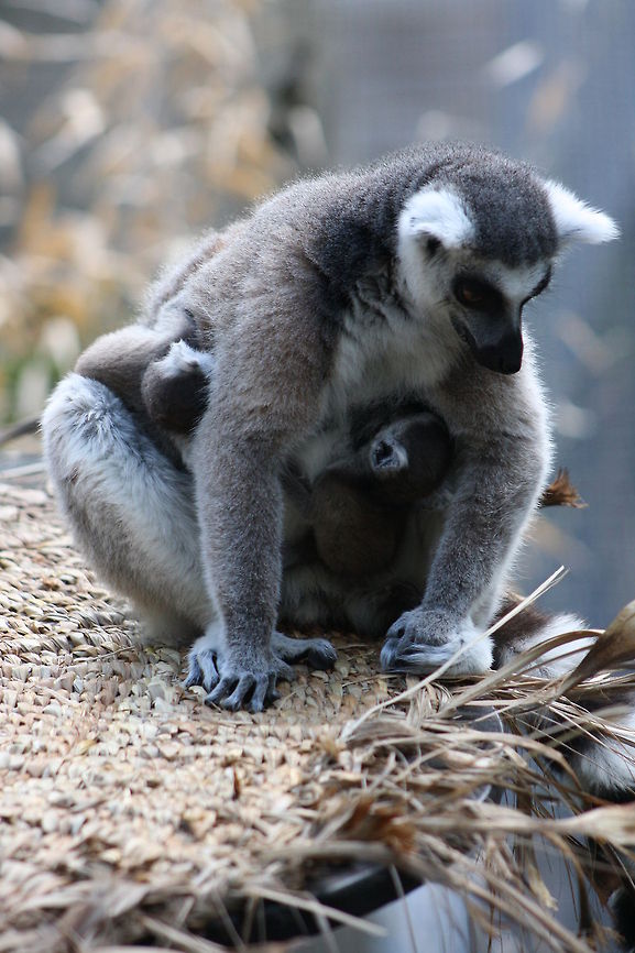 Ring Tailed Lemur and twins.  Lemur catta,Ring-tailed lemur