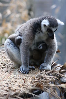 Ring Tailed Lemur and twins.  Lemur catta,Ring-tailed lemur