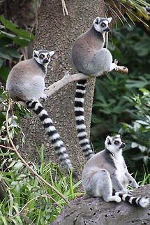 Three Ring tailed Lemurs  Lemur catta,Ring-tailed lemur