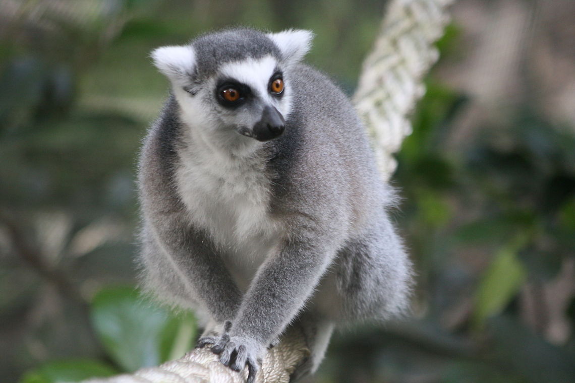 Ring tailed Lemur walking rope  Lemur catta,Ring-tailed lemur