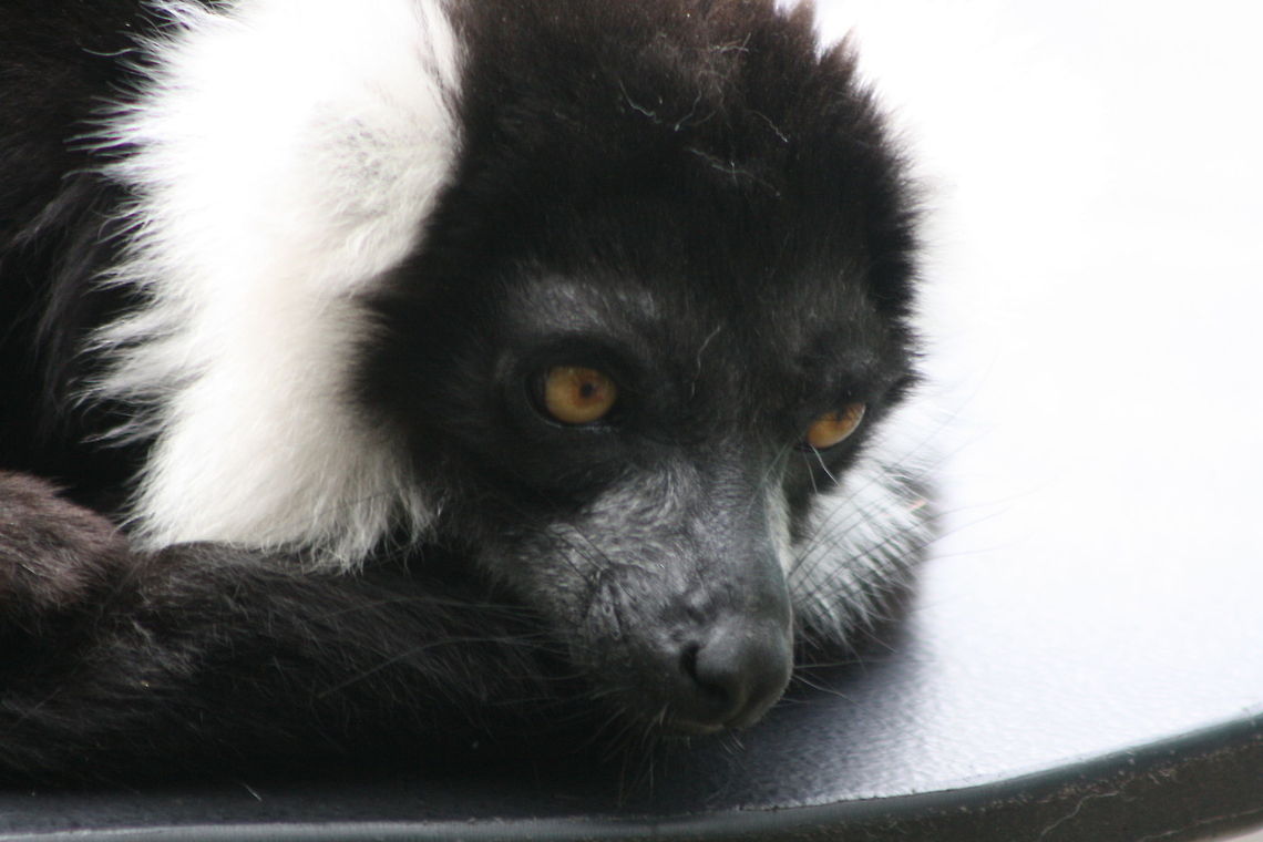 Black White Ruffed Lemur closeup  Black-and-white ruffed lemur,Varecia variegata