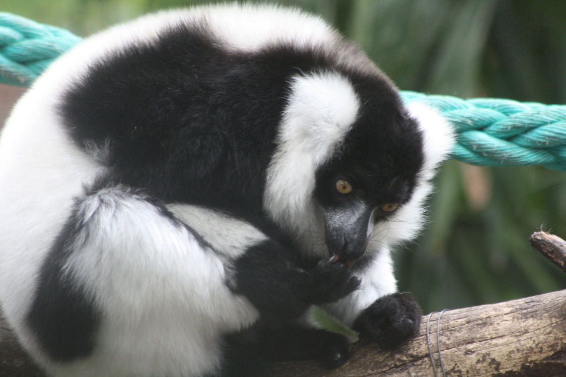 Black White Ruffed Lemur self cleaning  Black-and-white ruffed lemur,Varecia variegata