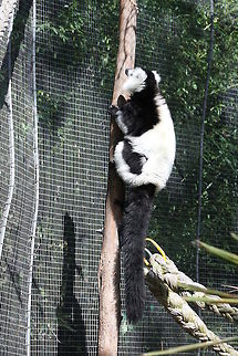 Black White Ruffed Lemur climbing  Black-and-white ruffed lemur,Varecia variegata