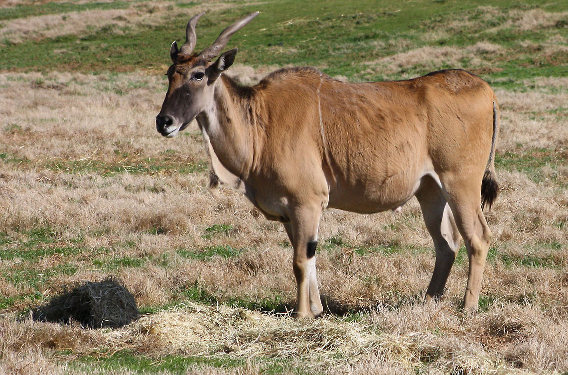 Common Eland  Common eland,Taurotragus oryx