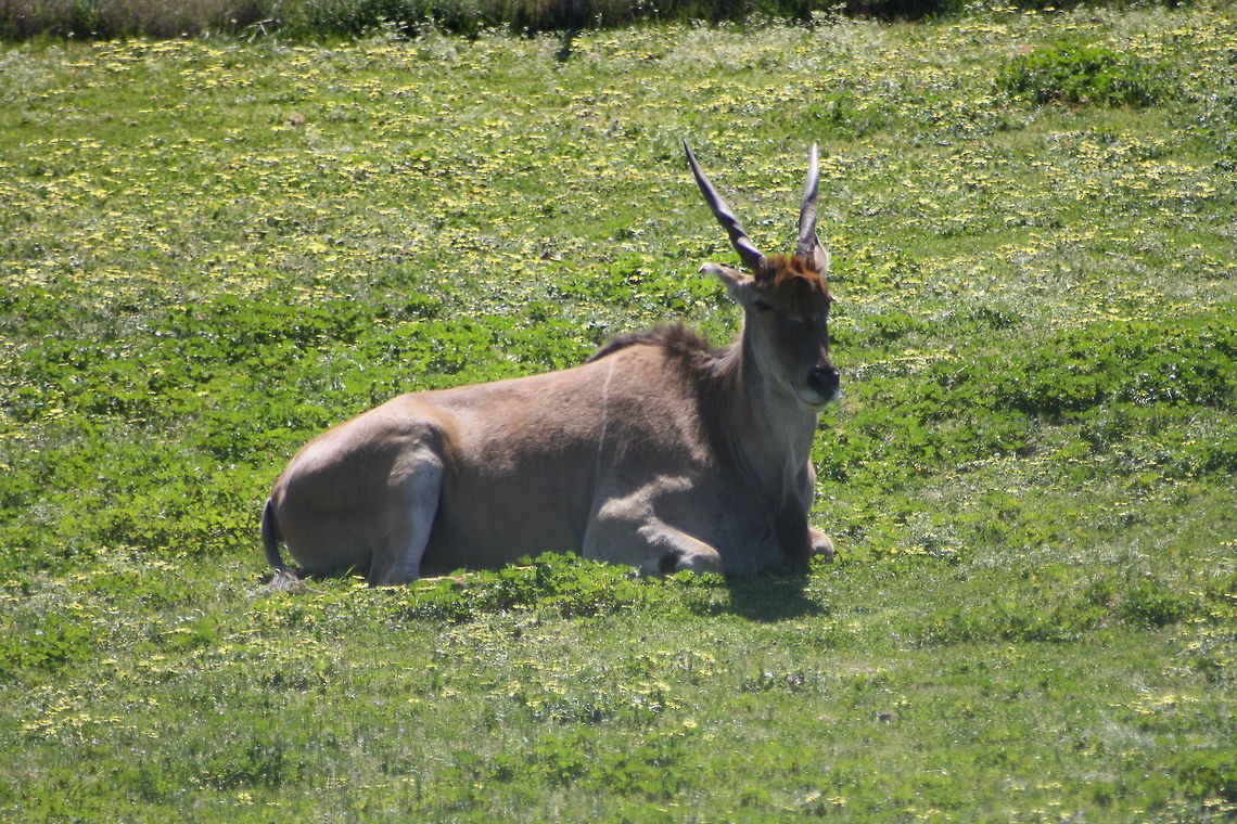 Common Eland laying down  Common eland,Taurotragus oryx