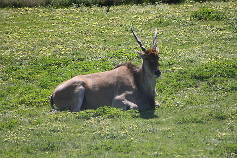 Common Eland laying down  Common eland,Taurotragus oryx