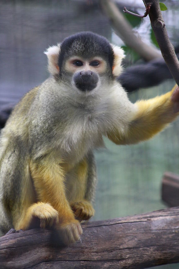 Squirrel Monkey Squirrel Monkey Black-capped squirrel monkey,Saimiri boliviensis