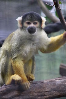 Squirrel Monkey Squirrel Monkey Black-capped squirrel monkey,Saimiri boliviensis