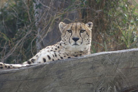 Cheetah  Acinonyx jubatus,Cheetah