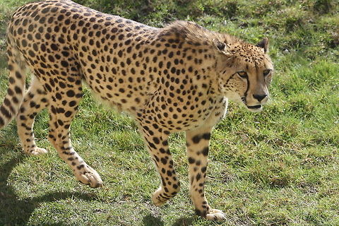 Cheetah  Acinonyx jubatus,Cheetah