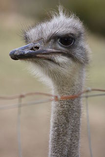 Ostrich head closeup Ostrich Ostrich,Struthio camelus