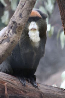 Da Brazza Monkey Da Brazza Monkey Cercopithecus neglectus,De Brazzas monkey