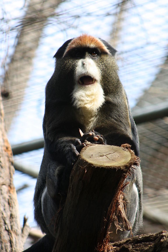 Da Brazza Monkey Da Brazza Monkey Cercopithecus neglectus,De Brazzas monkey