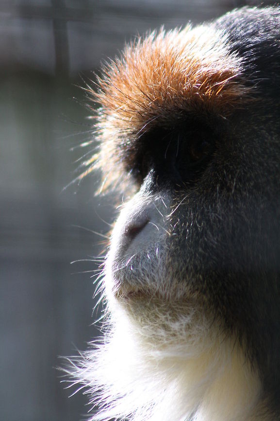Da Brazza Monkey portrait Da Brazza Monkey Cercopithecus neglectus,De Brazzas monkey
