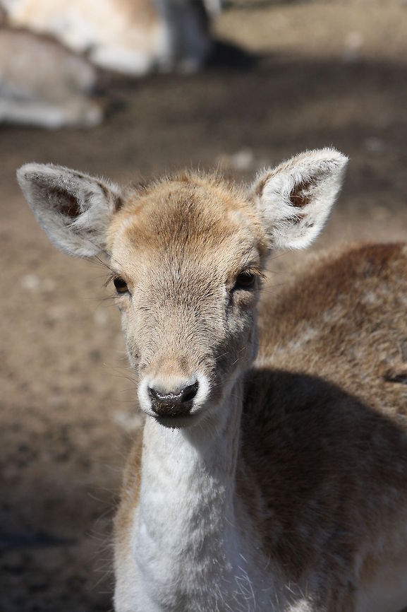 European Fallow Deer youngling European Fallow Deer Dama dama,Fallow Deer