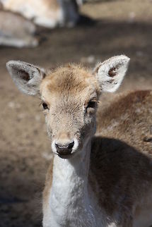 European Fallow Deer youngling European Fallow Deer Dama dama,Fallow Deer