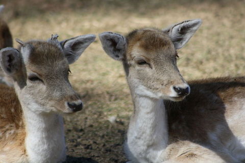 European Fallow Deer twins? European Fallow Deer Dama dama,Fallow Deer