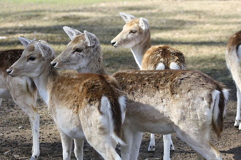 European Fallow Deer European Fallow Deer Dama dama,Fallow Deer