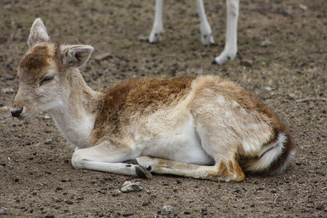 European Fallow Deer youngster on floor European Fallow Deer Dama dama,European Fallow Deer,Fallow Deer