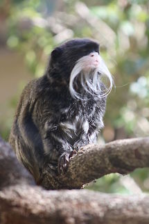 Emperor Tamarin  Emperor Tamarin,Saguinus imperator