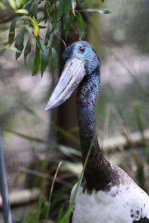 Jabiru Also known as The Black Headed Stork. Black-necked Stork,Ephippiorhynchus asiaticus