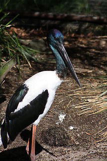 Jabiru  Black-necked Stork,Ephippiorhynchus asiaticus