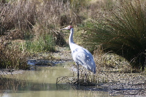 Brolgas  Brolga,Grus rubicunda