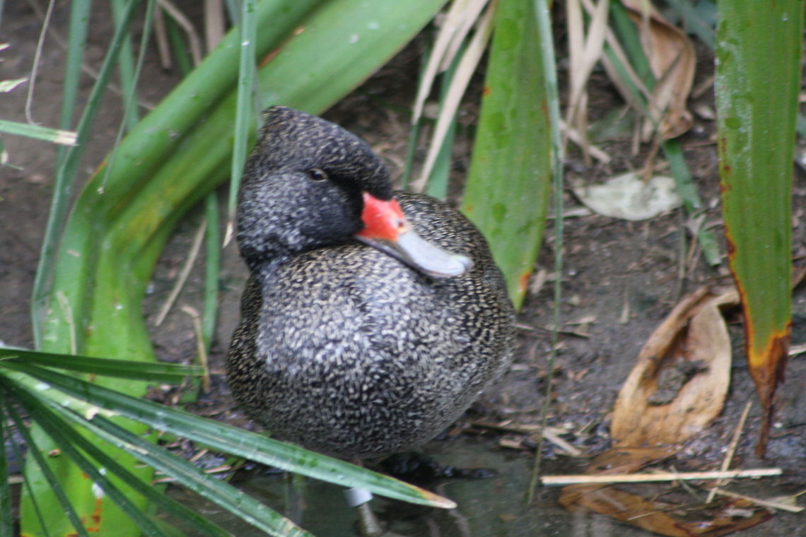 Freckled Duck (Male) The Freckled Duck is one of the rarest ducks in the world.  The male has a red band on base of its beck during breeding. Range swamps in New South Wales parts of Qld and West Australia Freckled Duck,Stictonetta naevosa