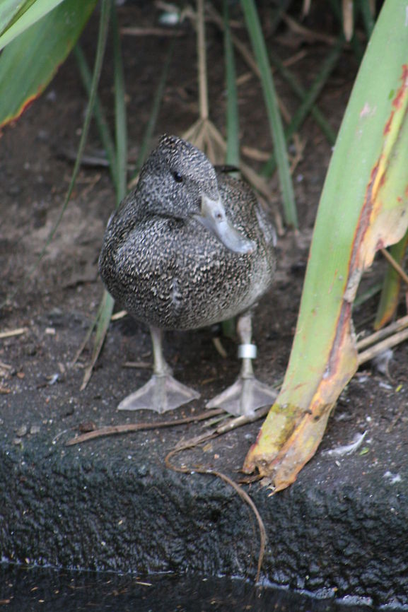 Freckled Duck (female)  Freckled Duck,Stictonetta naevosa