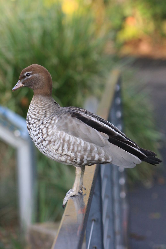 Australian Wood Duck Habitat is grasslands, pastures open woodlands, farm dams, lakes, ricefields etc. Is found throughout Australia and Tasmania Australian Wood Duck,Chenonetta jubata
