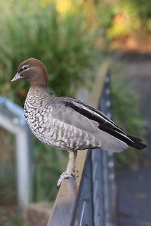 Australian Wood Duck Habitat is grasslands, pastures open woodlands, farm dams, lakes, ricefields etc. Is found throughout Australia and Tasmania Australian Wood Duck,Chenonetta jubata