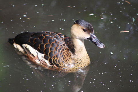 Wandering Whistling Duck Likes well vegetated lagoons and swamps, flooded grasslands, river margins.  Its range is tropical and sub tropical Australia Dendrocygna arcuata,Wandering Whistling Duck