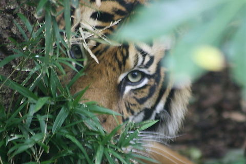 Sumatran Tiger  Panthera tigris sumatrae,Sumatran tiger