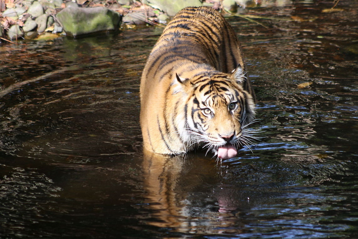 Sumatran Tiger drinking in river  Panthera tigris sumatrae,Sumatran tiger