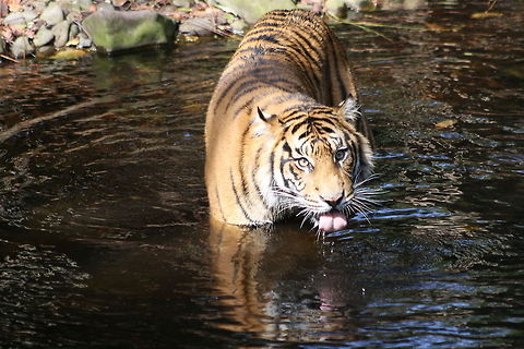 Sumatran Tiger drinking in river  Panthera tigris sumatrae,Sumatran tiger
