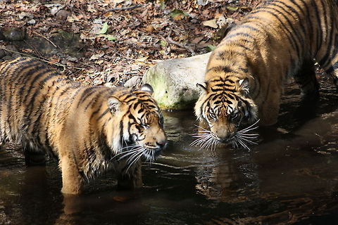 Two Sumatran Tigers drinking in river  Panthera tigris sumatrae,Sumatran tiger