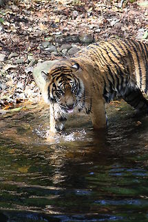 Sumatran Tiger in river  Panthera tigris sumatrae,Sumatran tiger