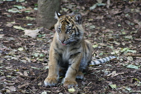 Sumatran Tiger cub  Panthera tigris sumatrae,Sumatran tiger