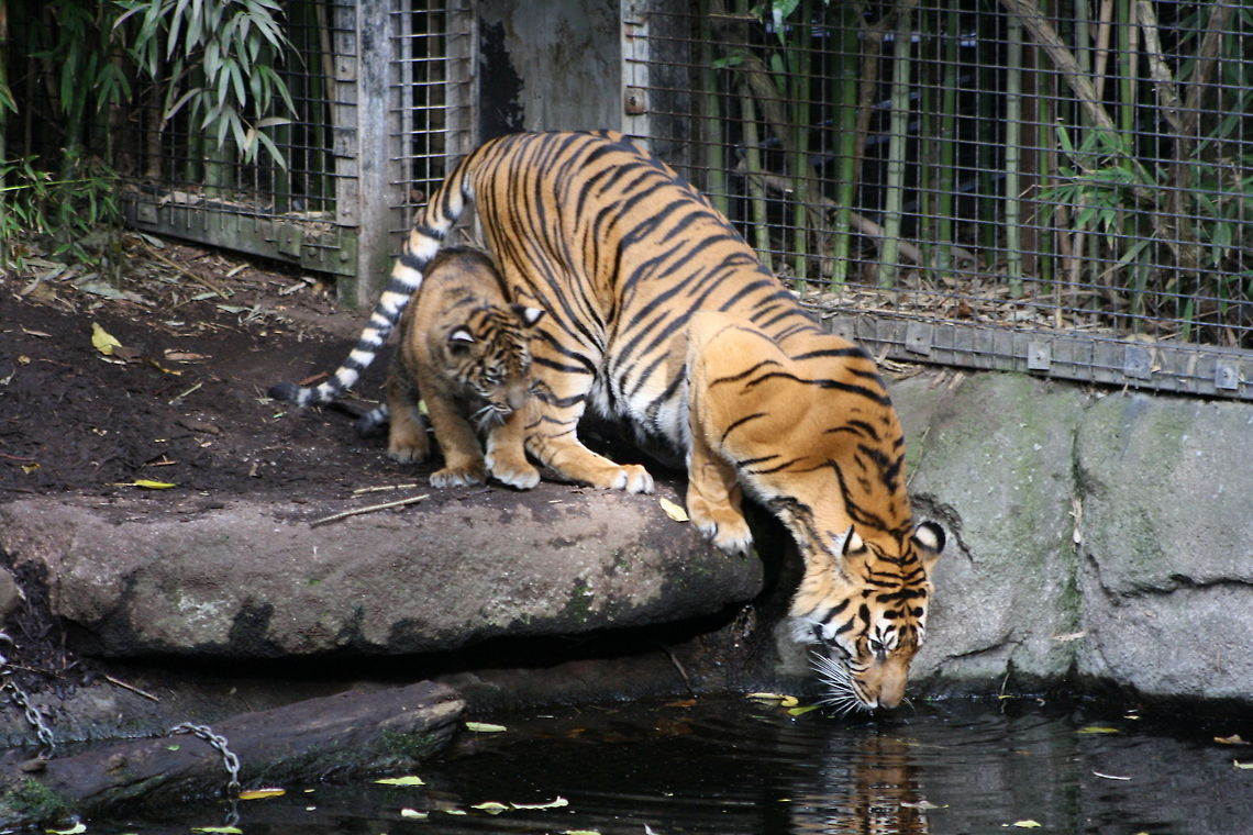 Sumatran Tiger adult and cub drinking  Panthera tigris sumatrae,Sumatran tiger