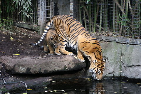 Sumatran Tiger adult and cub drinking  Panthera tigris sumatrae,Sumatran tiger