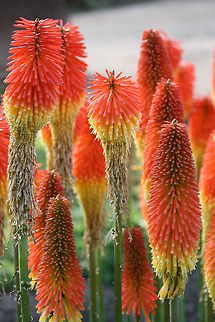 Red hot Poker (Kniphofia)  Kniphofia uvaria