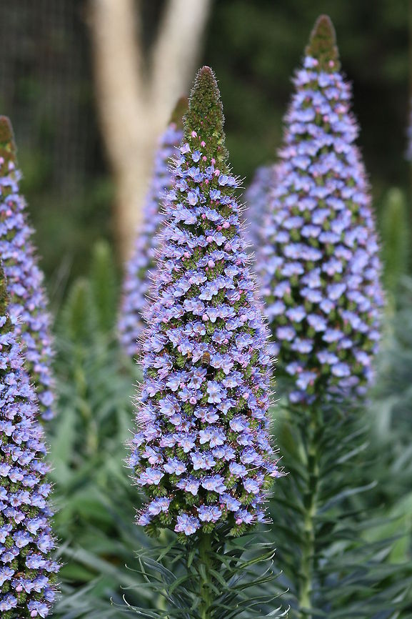 Pride of Madeira (Echium fastuosum)  Echium candicans,Pride of Madeira