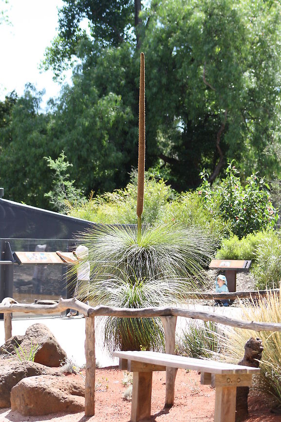 Grass Tree (Xanthorrhoea australis) only grows 1-2 cm per year so takes 100 years to grow 1m. Can live up to 700 years. The spike can reach a metre high. Lives in arid sandy red soil parts of Australia. Reaches max height of 4 metres. Xanthorrhoea australis